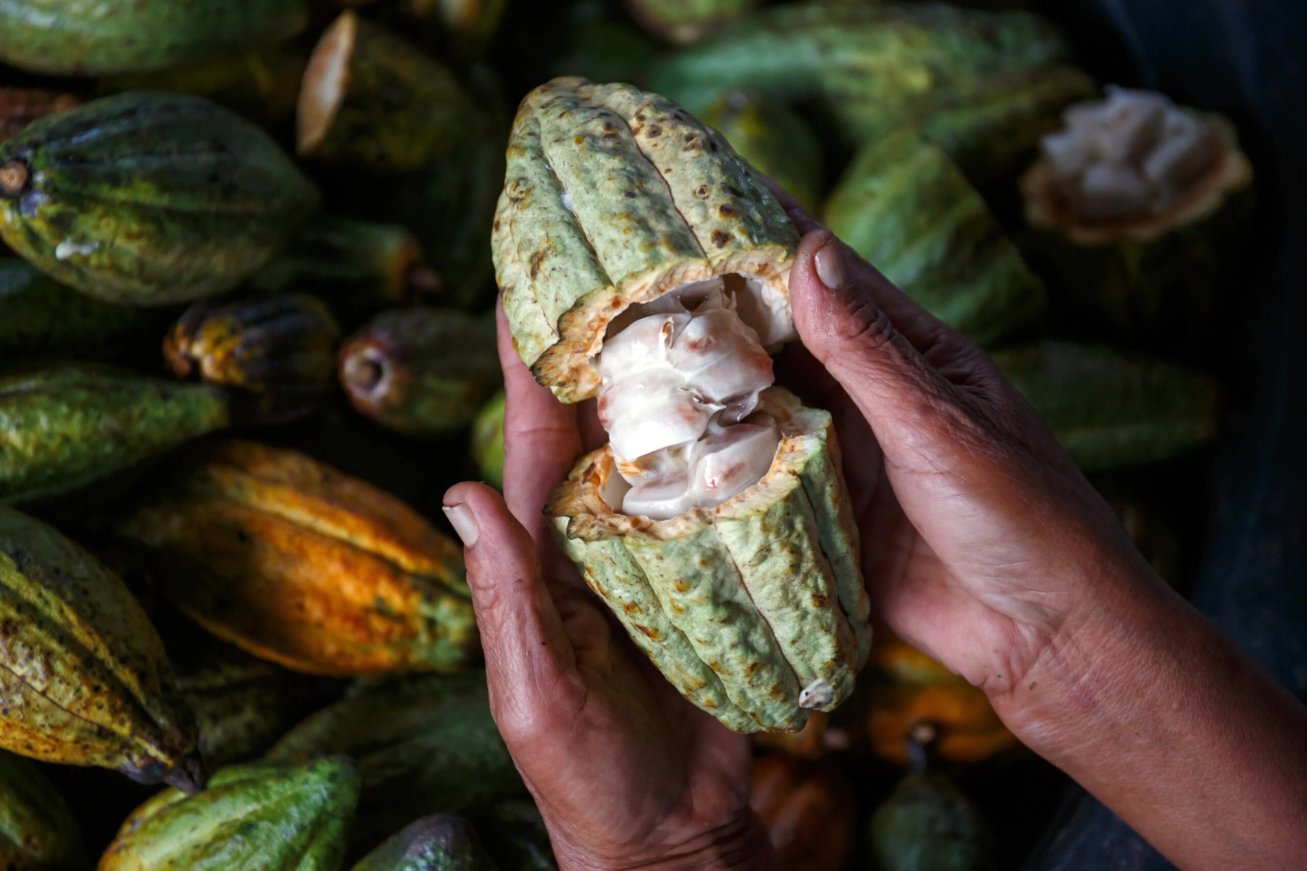 Manos abriendo una mazorca de cacao ecuatoriano durante la cosecha
