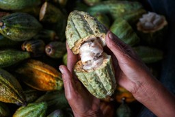 Manos abriendo una mazorca de cacao ecuatoriano durante la cosecha