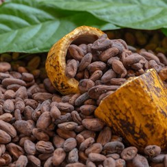 Granos secos de cacao ecuatoriano junto a una mazorca