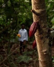 Mazorca de cacao creciendo en un árbol de cacao en Ecuador