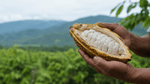 ¿Qué es el cacao fino de aroma y por qué Ecuador es reconocido mundialmente?