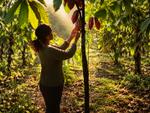Mujeres cacaoteras de Ecuador: las manos detrás de nuestro chocolate