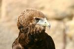 Aves Rapaces en Peligro en Ecuador: Un Llamado a la Conservación