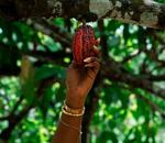 El camino del Cacao Ecuatoriano para ser reconocido como la pepa de oro: CORA te cuenta su historia
