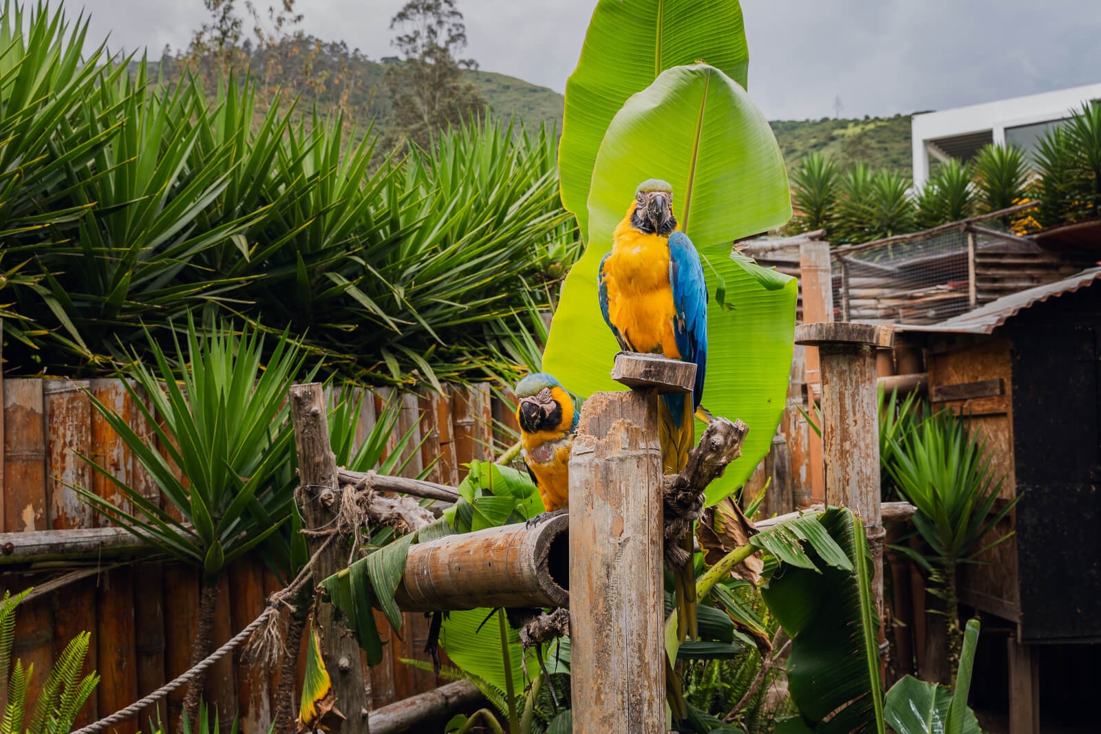 Jardín Alado 7