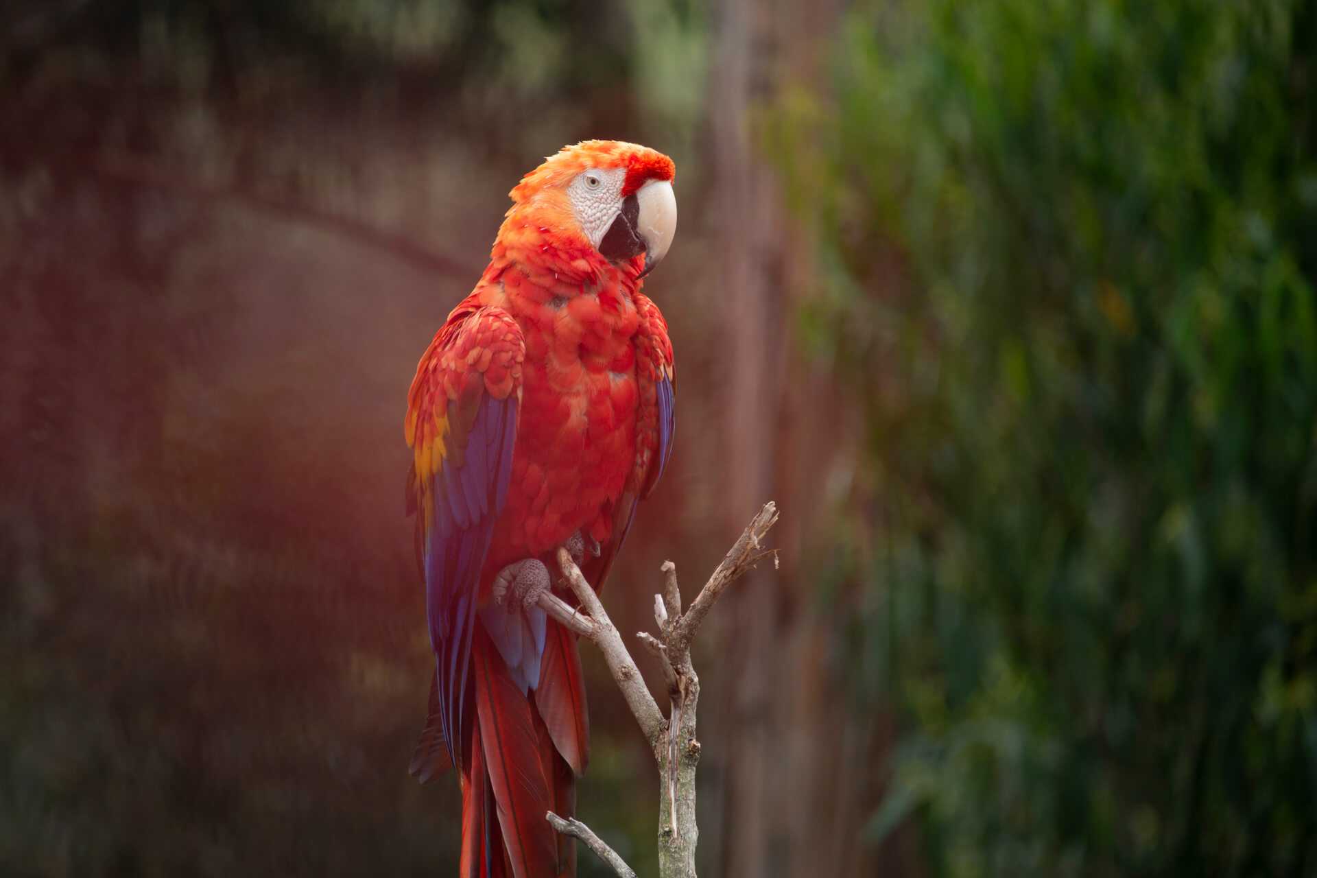 Jardín Alado 5