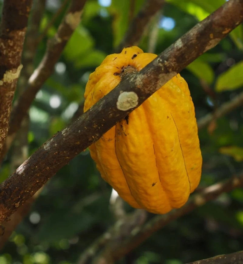 LA TRANSFORMACIÓN DEL CACAO A PRODUCTOS DE CALIDAD