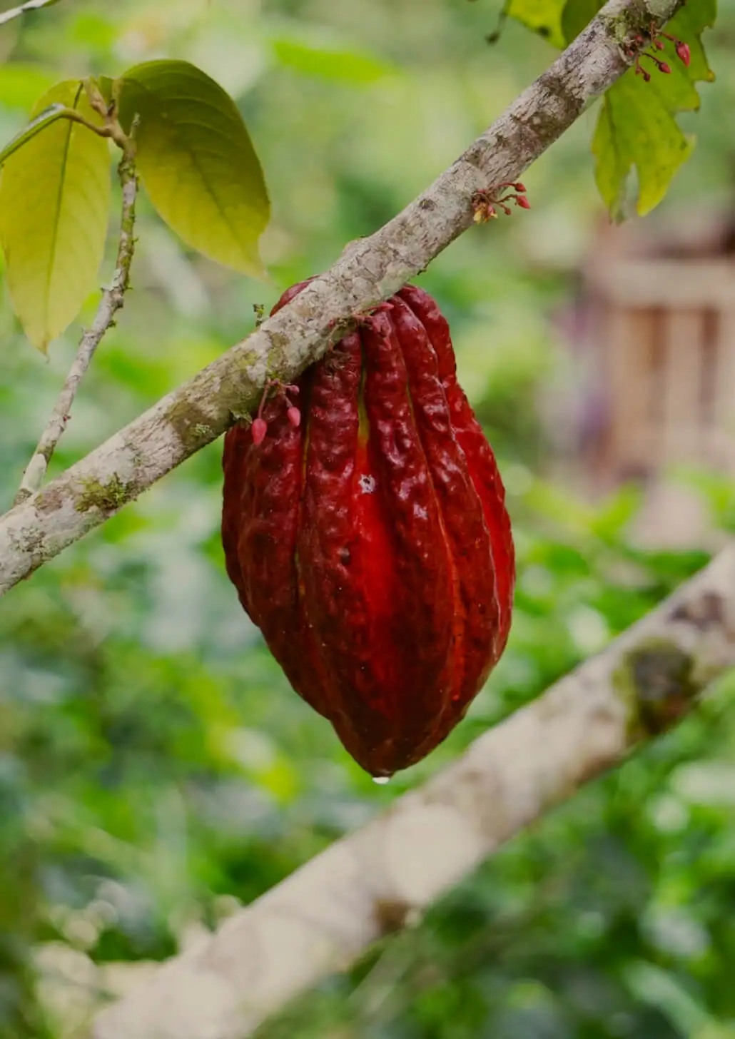 Cacao