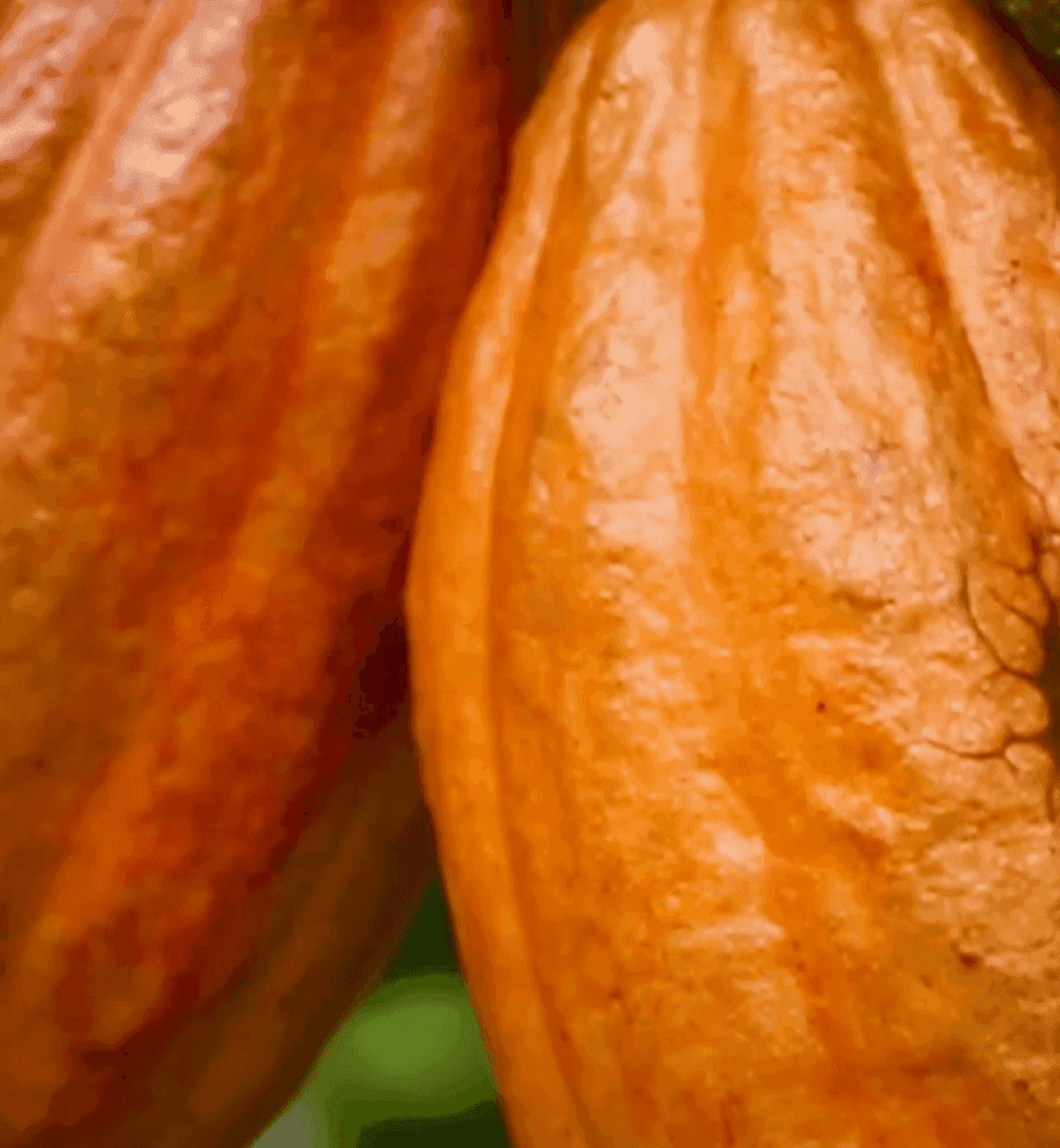 Cacao video