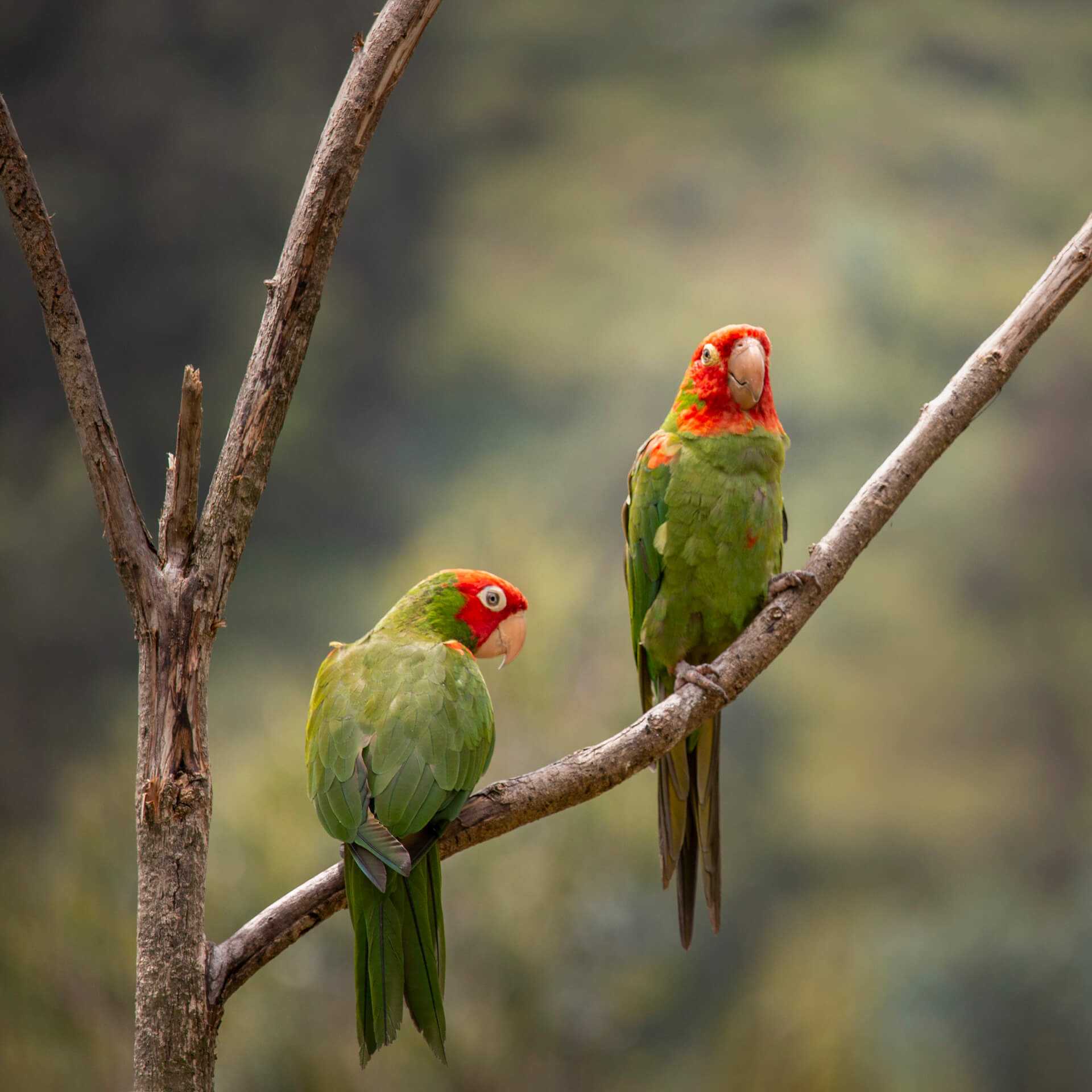 Jardín Alado 2