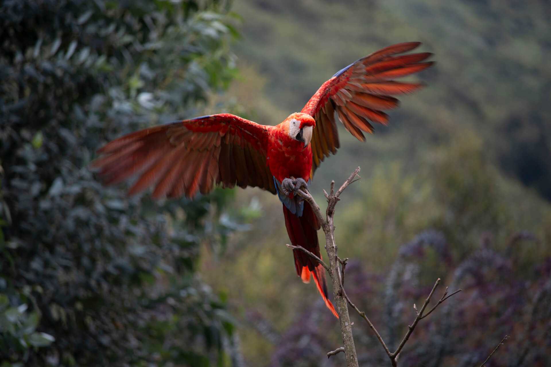 Jardín Alado 6